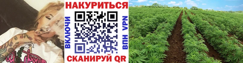 Шишки марихуана Amnesia Рыльск